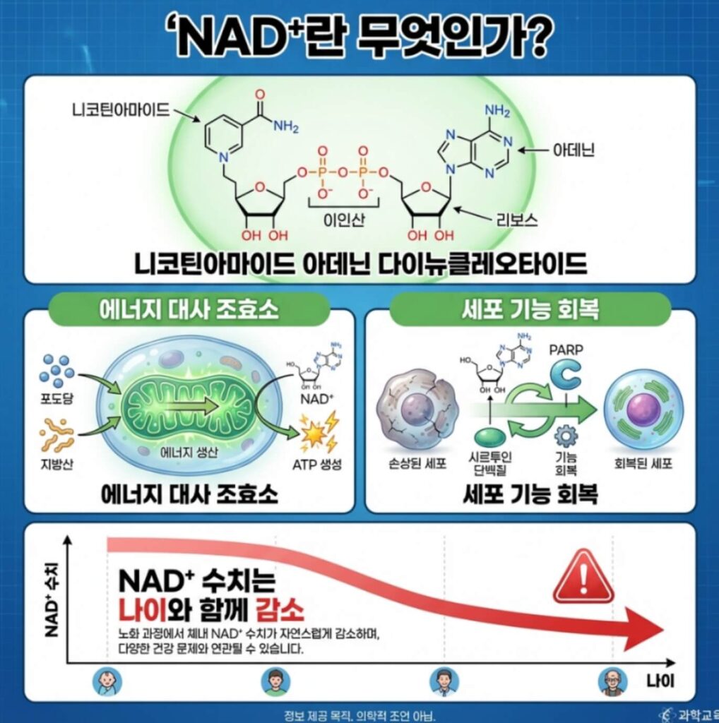 비타민 B3 NAD⁺