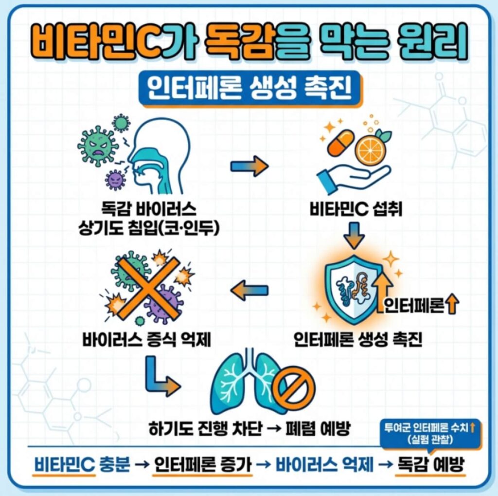 비타민C 독감 예방
