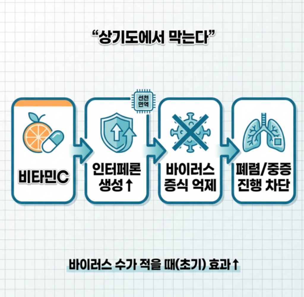 비타민C 독감 예방