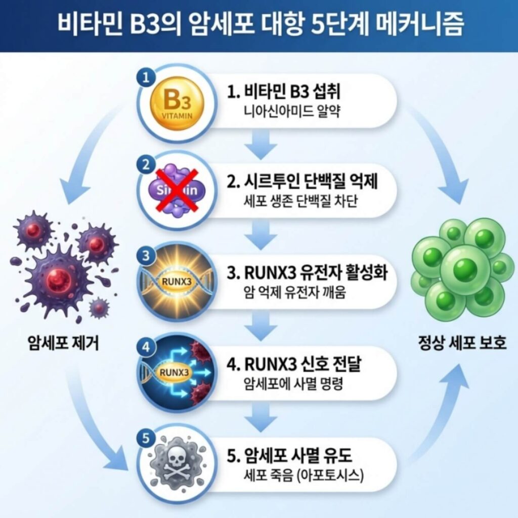 비타민B3 항암 효과