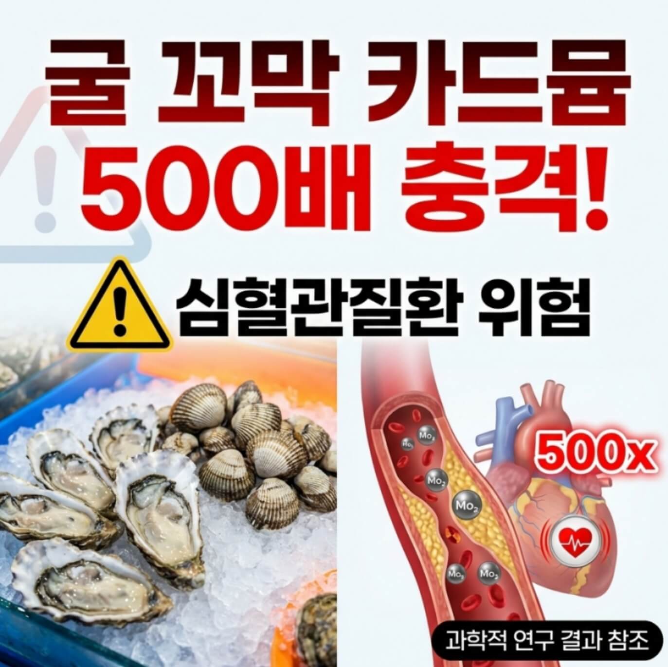  굴 꼬막 카드뮴 