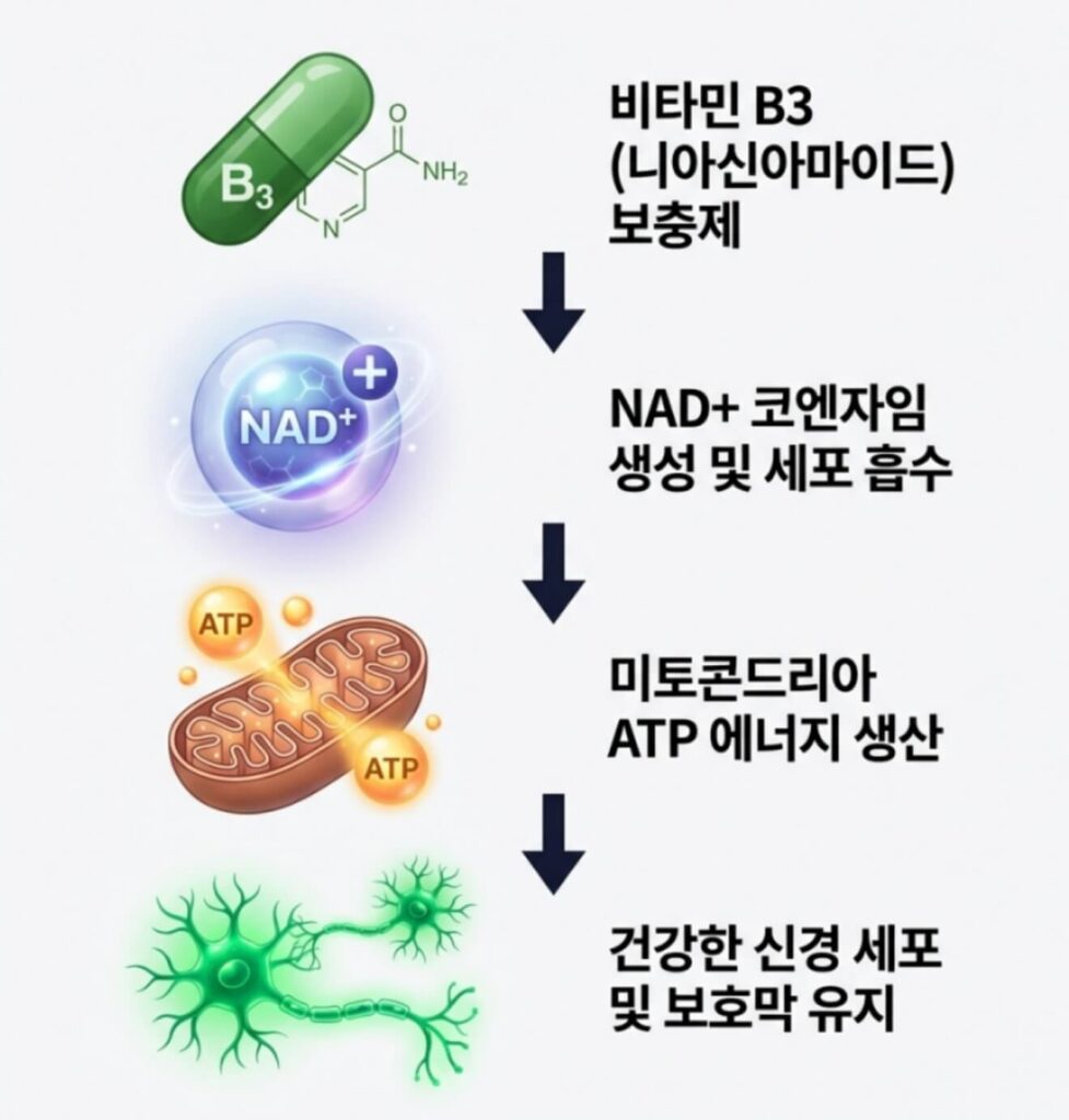 녹내장 비타민B3