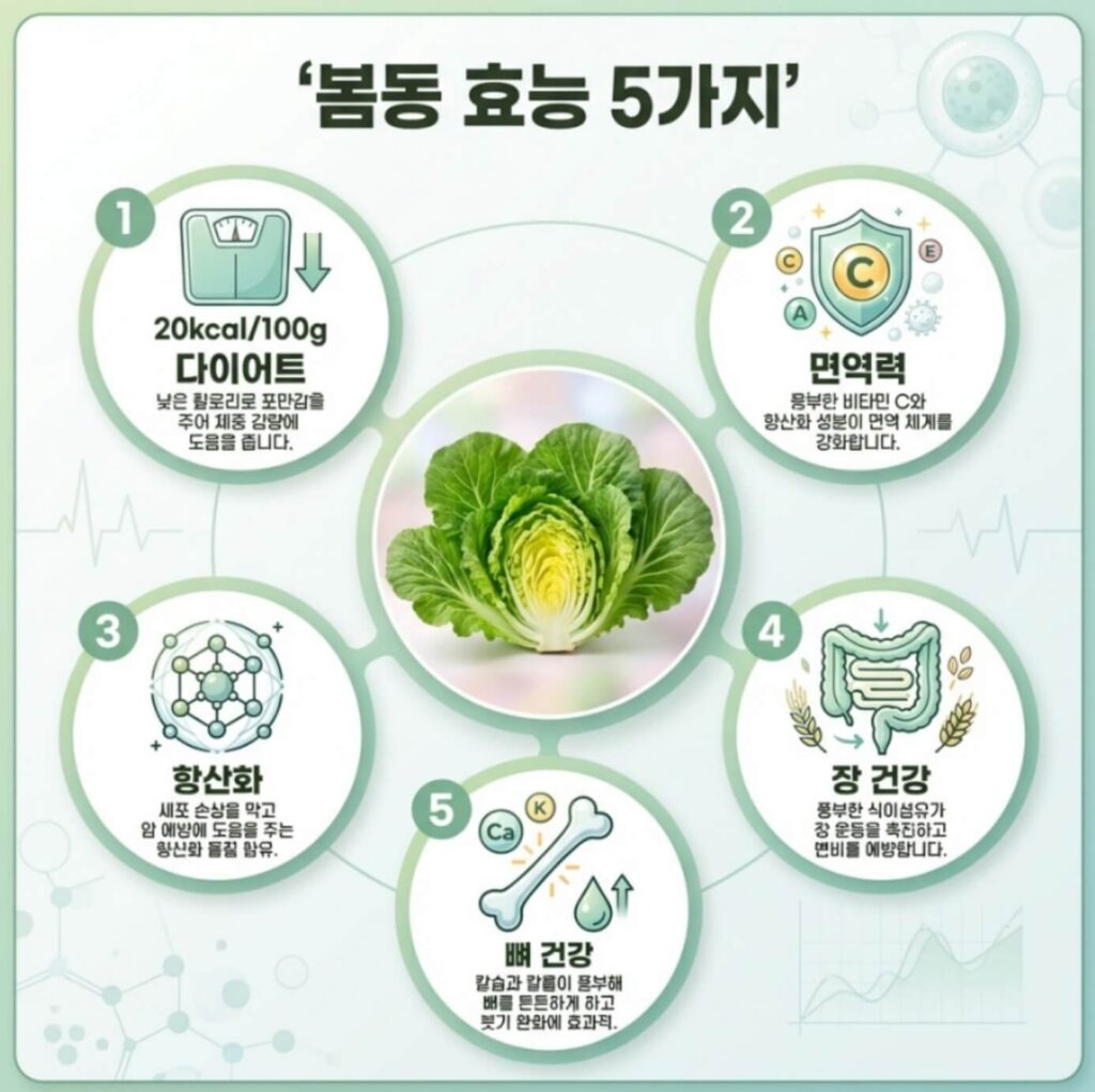 봄동 효능과 부작용