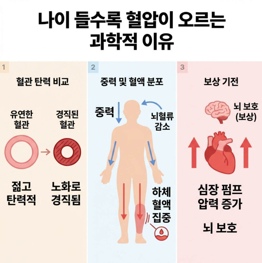 혈압 정상수치 범위