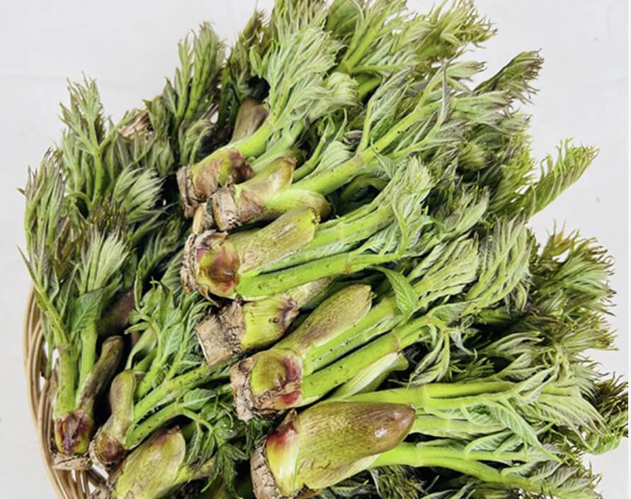 참두릅 땅두릅 차이