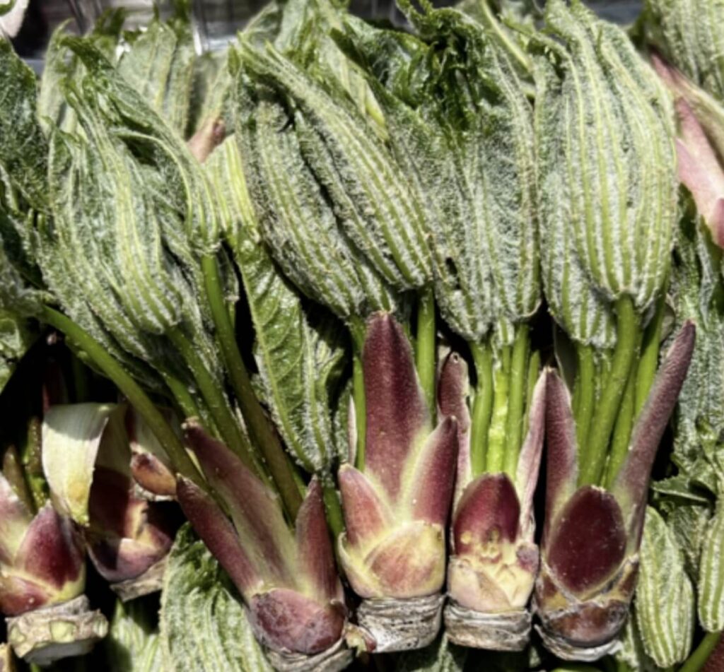 참두릅 땅두릅 차이