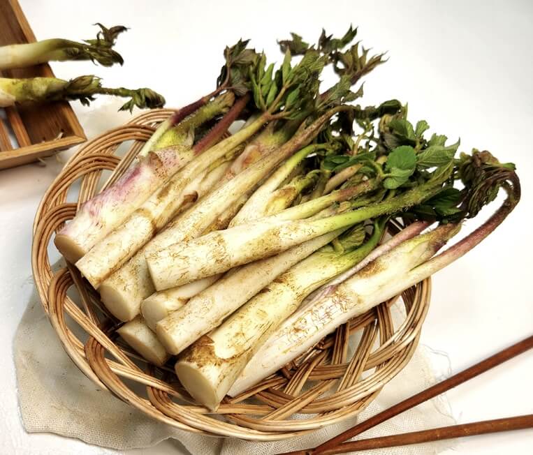 참두릅 땅두릅 차이