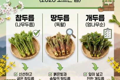 참두릅 땅두릅 차이점 및 개두릅 구별법 (2026 고르는 법)