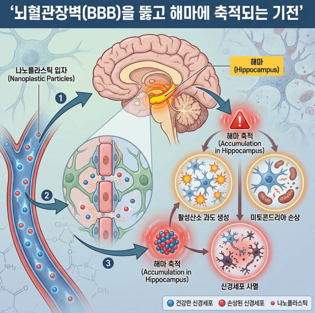 나노플라스틱 치매 뇌 축적 경로