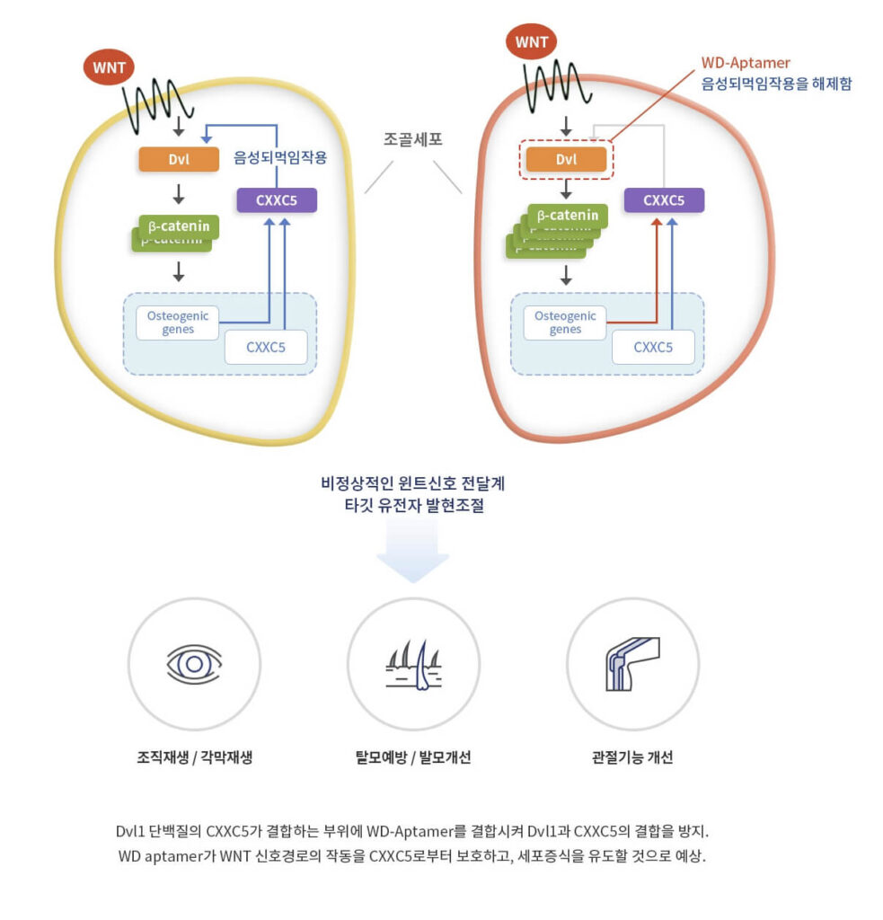 탈모예방 영양제 순위 바꾼 압타민C 효능과 모발이식 전문가가 밝힌 결정적 차이 3가지