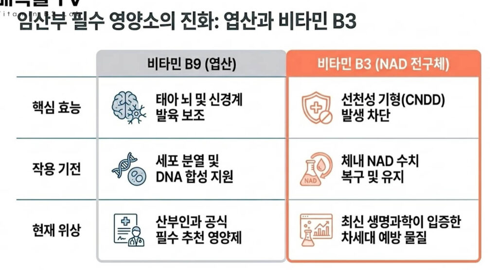 비타민B3 임산부 기형아 예방