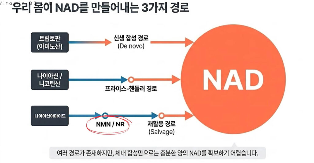 비타민B3 임산부 기형아 예방