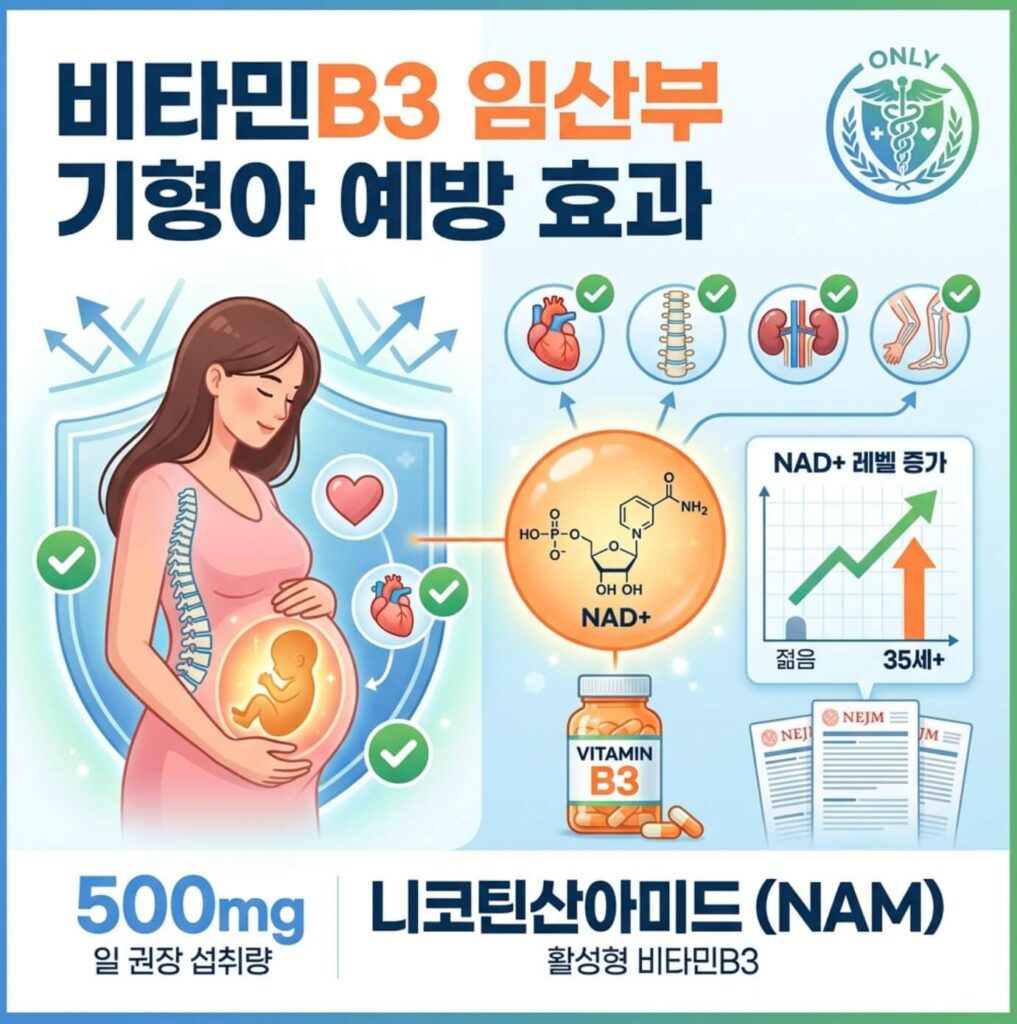 비타민B3 임산부 기형아 예방