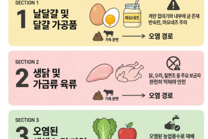 살모넬라 식중독 원인 음식 3가지와 계란 교차오염 예방 가이드