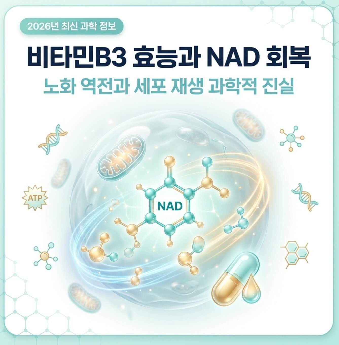비타민B3 효능