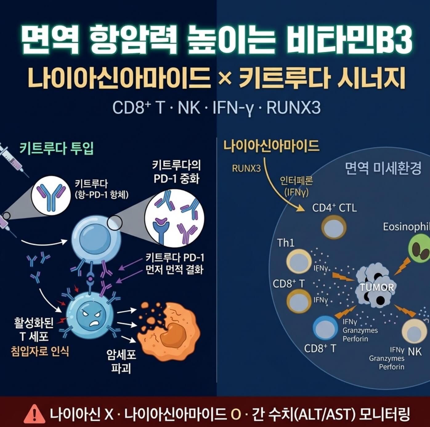 비타민B3 면역항암